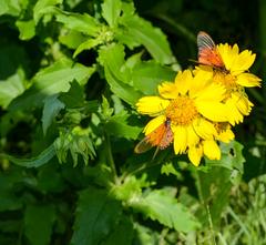 Acraea neobule