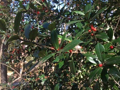 Ilex × attenuata
