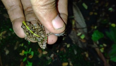 Fejervarya limnocharis