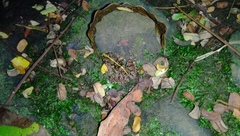 Fejervarya limnocharis