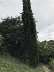 Cupressus sempervirens