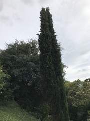 Cupressus sempervirens