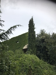 Cupressus sempervirens