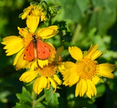 Acraea neobule