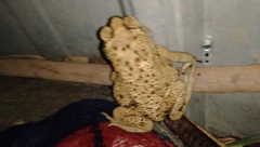 Duttaphrynus melanostictus