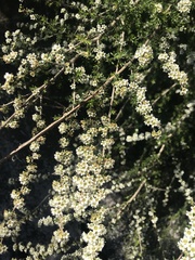 Kunzea tenuicaulis