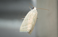 Earias paralella