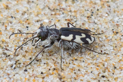 Cicindela latesignata