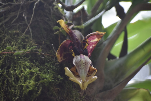 Stanhopea tigrina, photograph 6