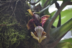 Stanhopea tigrina, photograph (c) J Alejandro González Castillo, some rights reserved (CC BY-SA)
