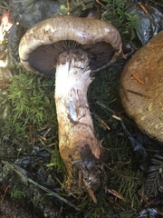 Cortinarius cyanites
