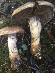 Cortinarius cyanites