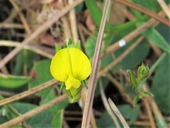 Crotalaria rotundifolia