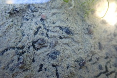 Potamopyrgus estuarinus