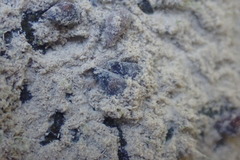 Potamopyrgus estuarinus