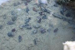 Potamopyrgus estuarinus