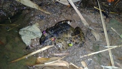 Limnonectes macrodon