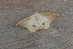Patalene asychisaria