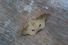 Patalene asychisaria
