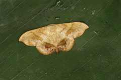 Image of Patalene falcularia