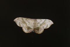 Patalene falcularia