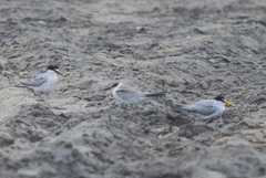 Sternula antillarum browni