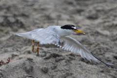 Sternula antillarum browni