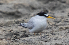 Sternula antillarum browni