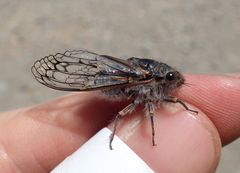 Tettigades undata