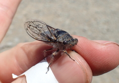 Tettigades undata