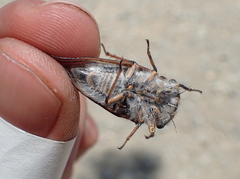 Tettigades undata