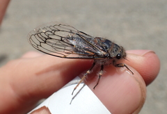 Tettigades undata