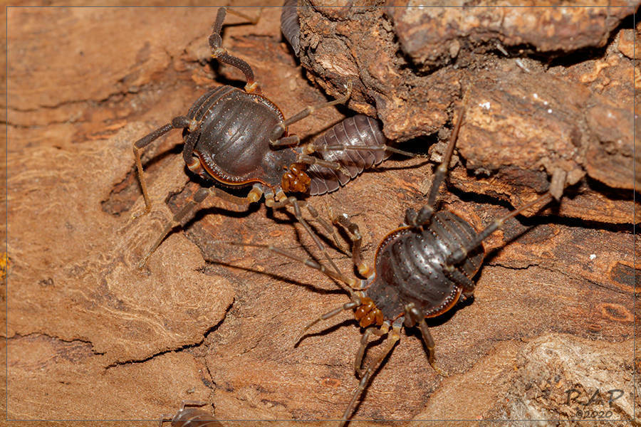 Acanthopachylus robustus