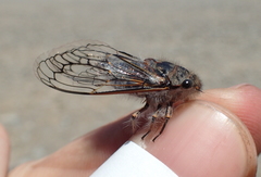 Tettigades undata