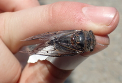 Tettigades undata