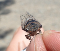 Tettigades undata