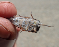 Tettigades undata
