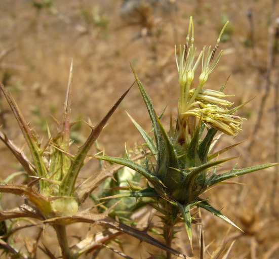 Carthamus creticus