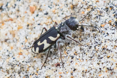 Cicindela latesignata