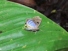 Mesosemia telegone telegone