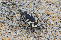 Cicindela latesignata