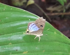 Mesosemia telegone telegone