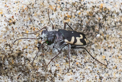 Cicindela latesignata