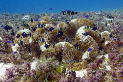 Amphiprion tricinctus