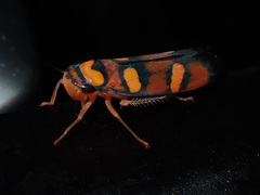 Erythrogonia jucunda