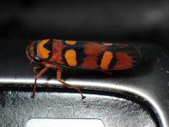 Erythrogonia jucunda