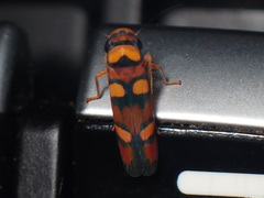 Erythrogonia jucunda