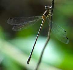Lestes australis