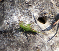 Conocephalus strictus