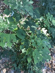 Broussonetia papyrifera